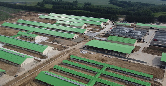 Молочный комплекс "Яново" на Алтае: новый этап развития животноводства и экономики края
